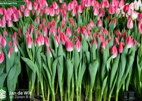 Tulipa Bolroyal Pink (1)